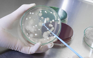 深耕微生物培养领域 历经多年验证，西宝生物隆重推出胰蛋白胨+酵母粉王炸组合