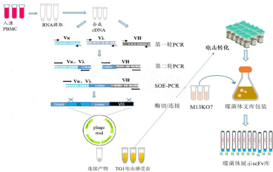 噬菌体展示技术路线