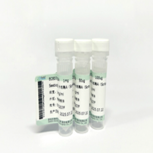 Seebio® 分选酶A（Sortase A）