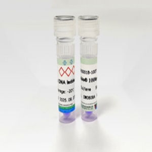 Seebio® 100bp DNA Ladder 